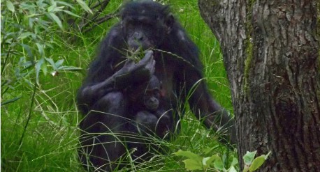 Bonobos web